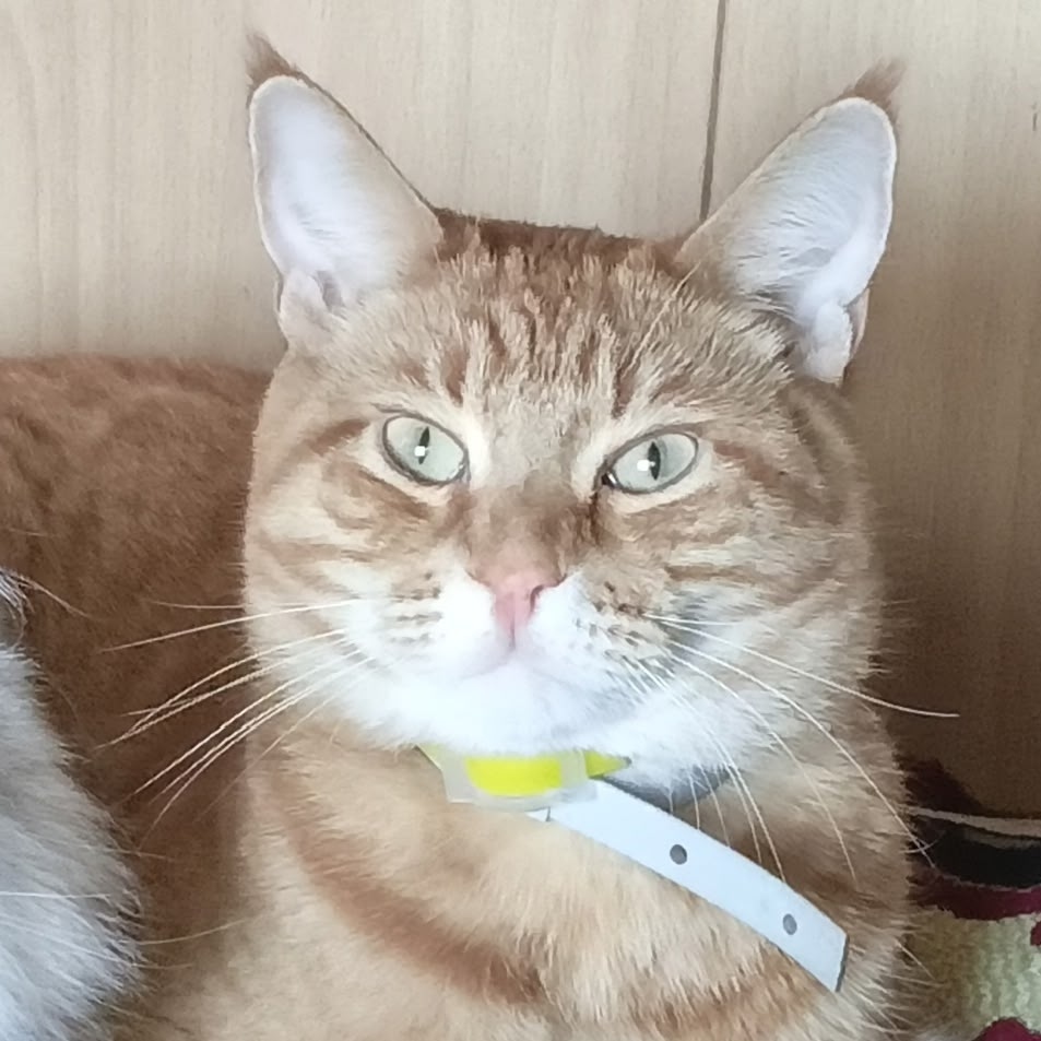 Найдена кошка в Нижнем Тагиле — фото объявления