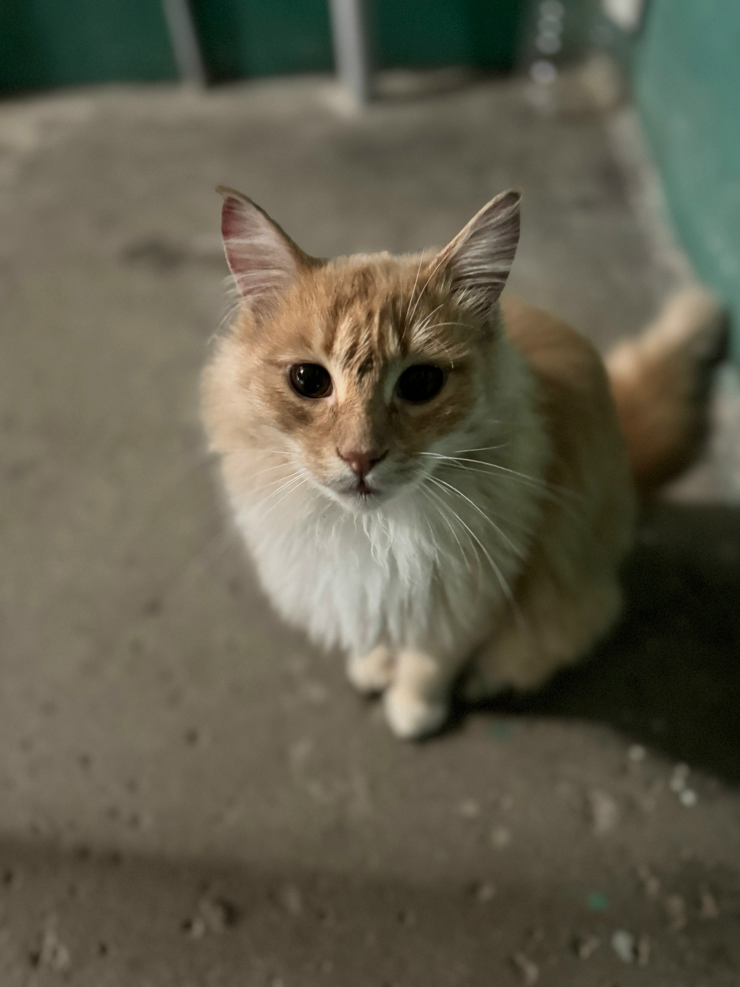 Найдена кошка в Нижнем Тагиле — фото объявления