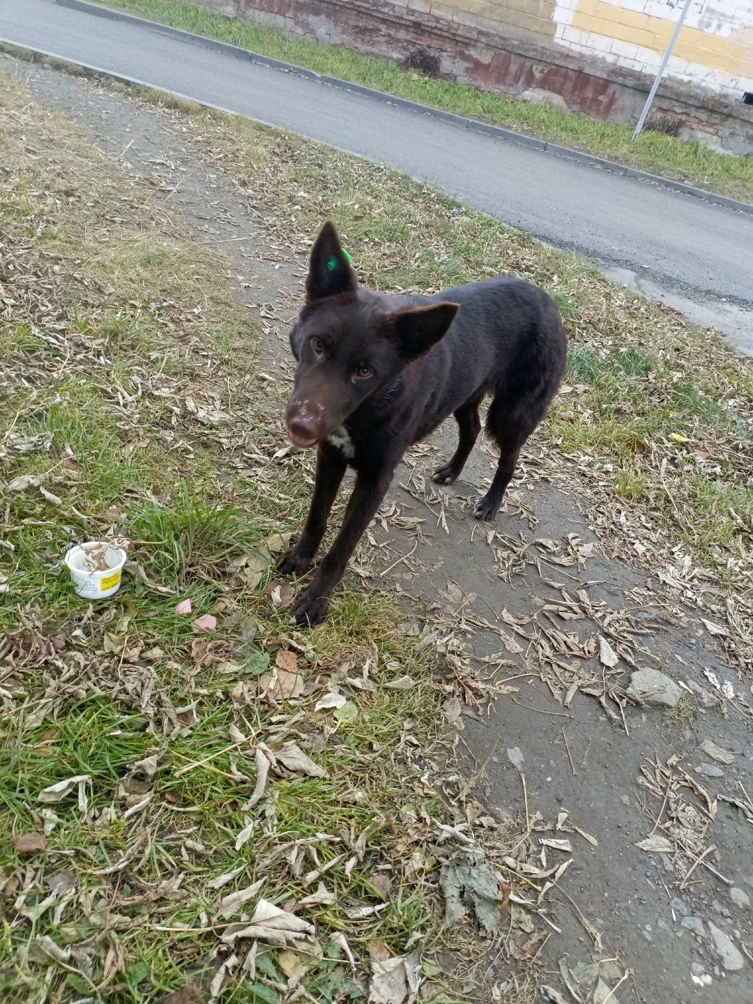 Пропала собака в Нижнем Тагиле — фото объявления