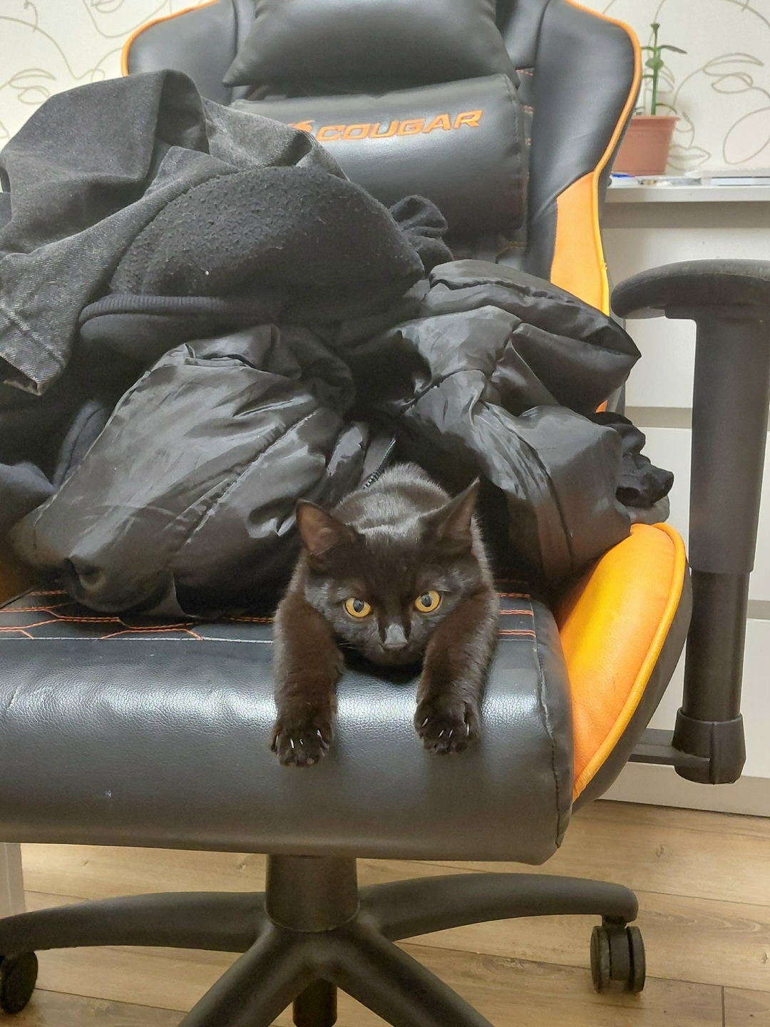 Пропала кошка в Нижнем Тагиле — фото объявления