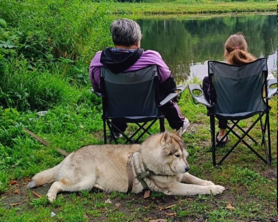 Пропала собака в Нижнем Тагиле — фото объявления