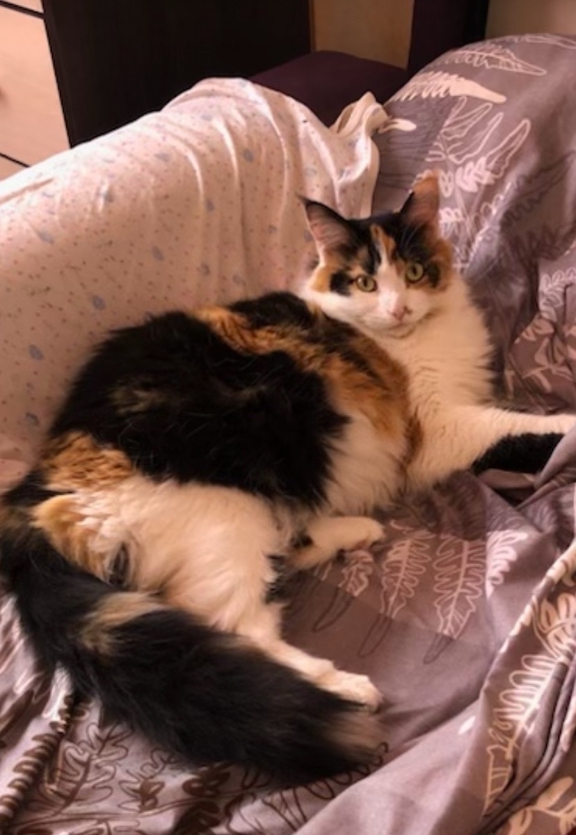 Пропала собака в Нижнем Тагиле — фото объявления