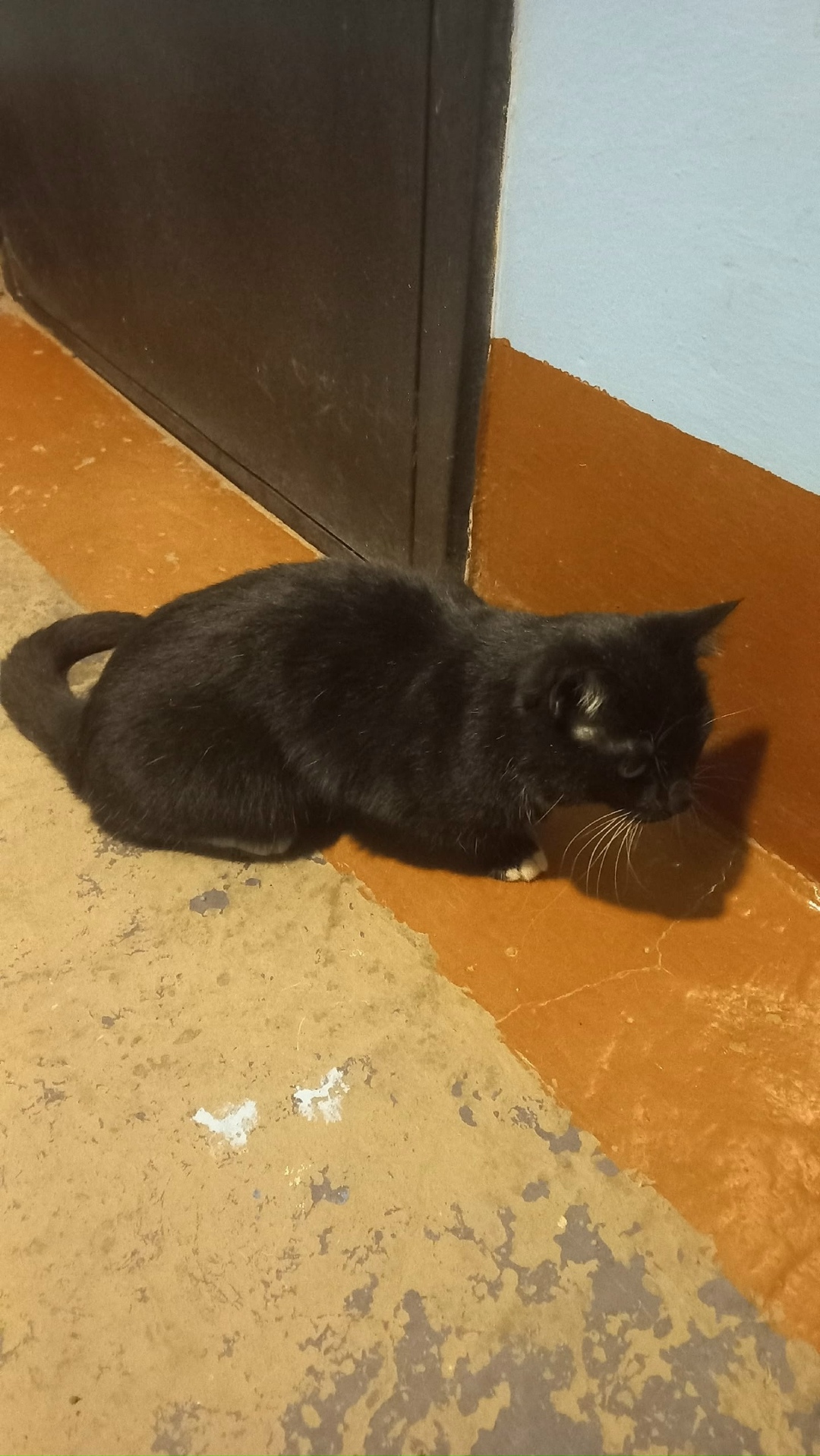 Найдена кошка в Нижнем Тагиле — фото объявления