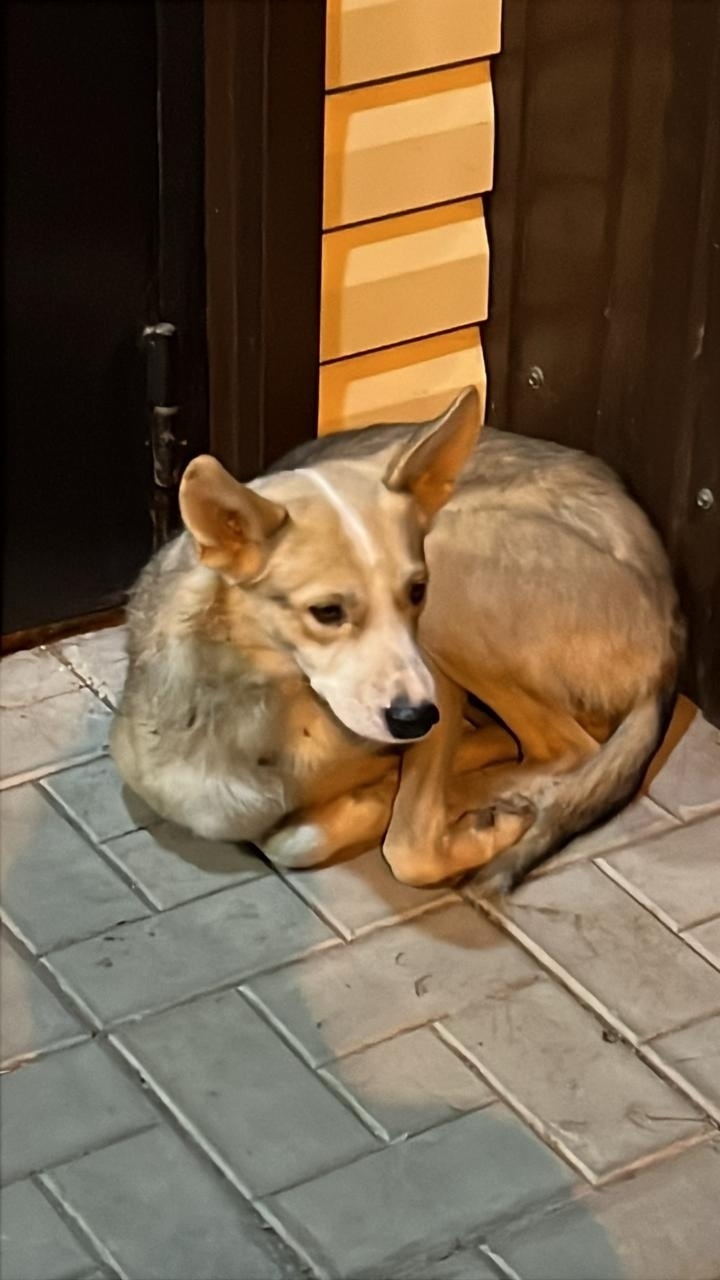 Пропала собака в Нижнем Тагиле — фото объявления