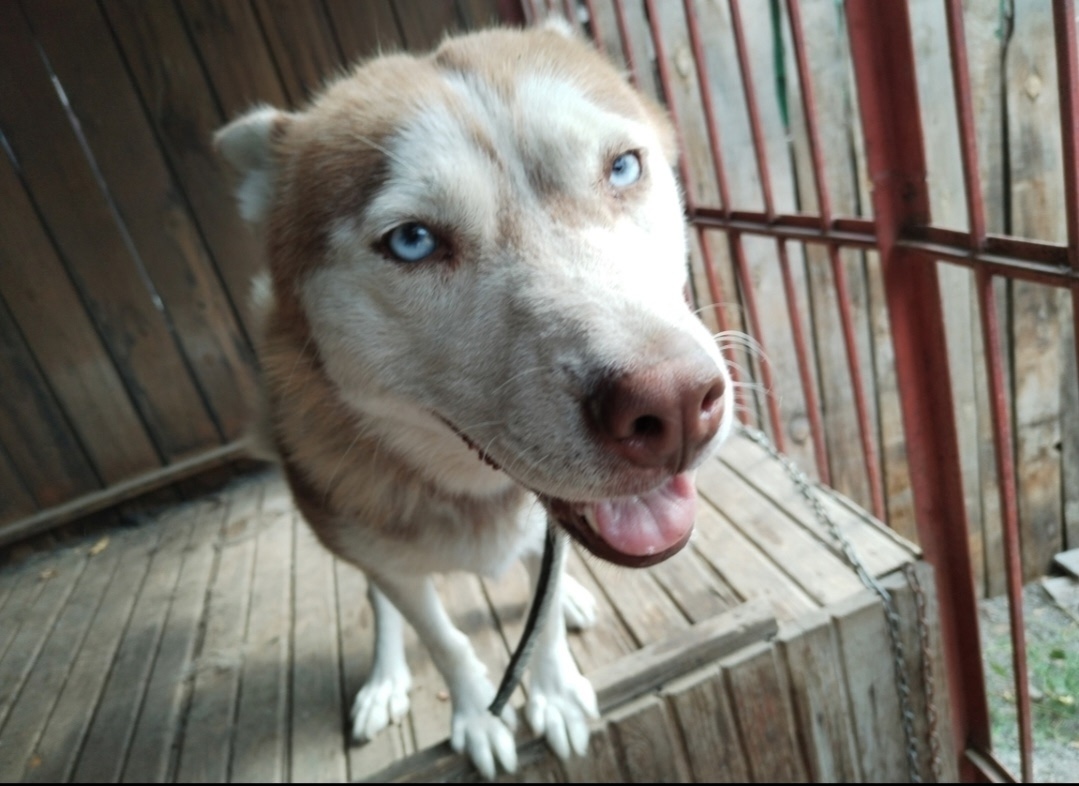 Пропала собака в Нижнем Тагиле — фото объявления