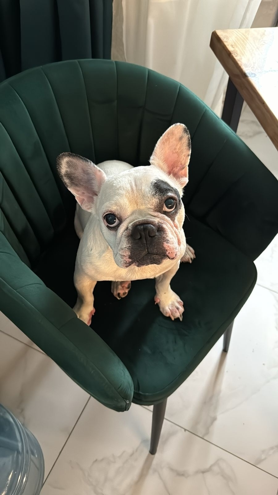 Пропала собака в Нижнем Тагиле — фото объявления