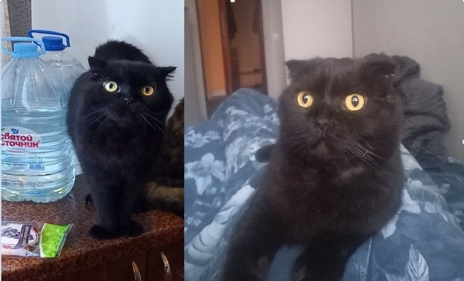 Пропала кошка в Нижнем Тагиле — фото объявления