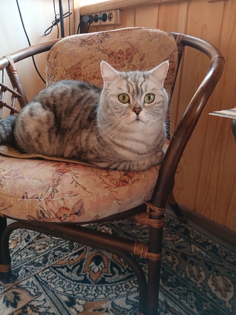 Пропала собака в Нижнем Тагиле — фото объявления