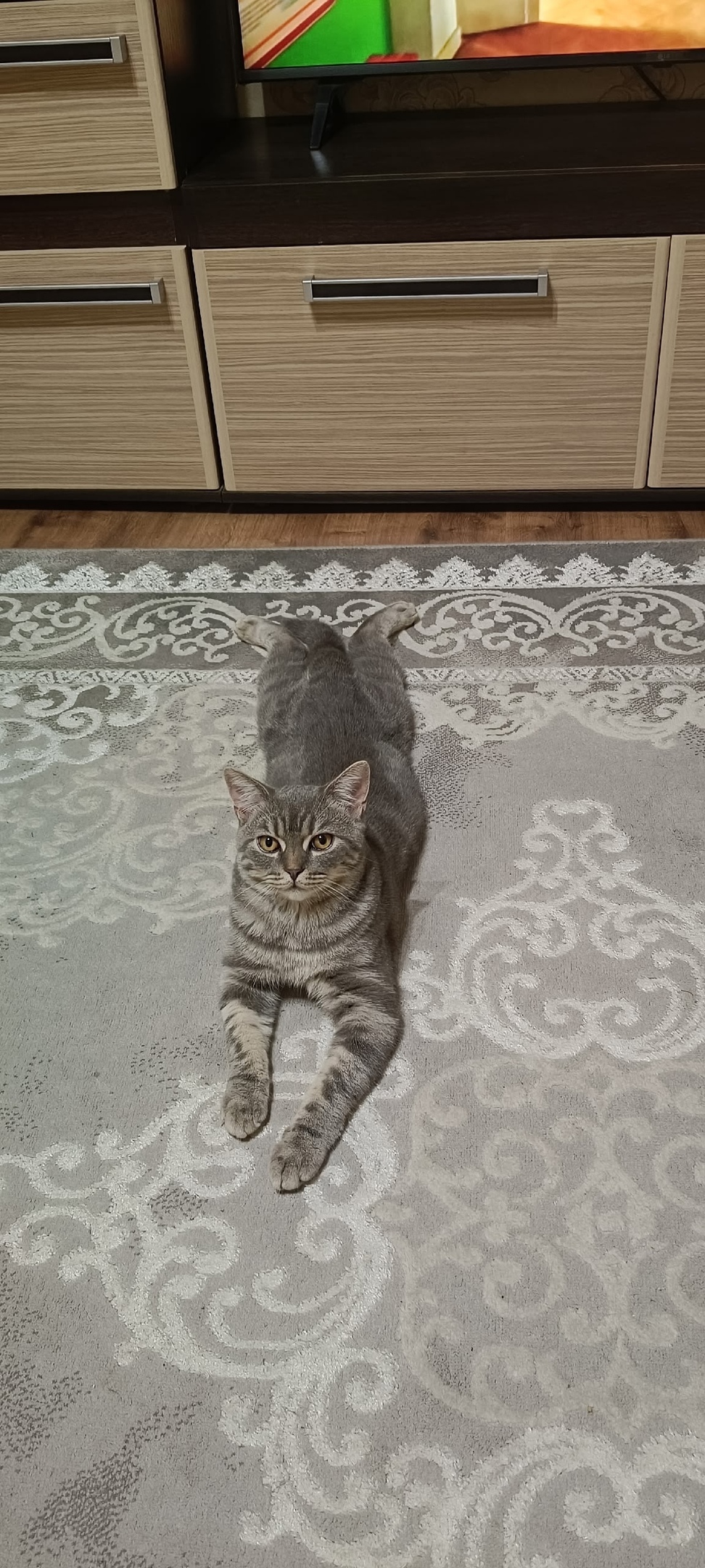 Найдена кошка в Нижнем Тагиле — фото объявления