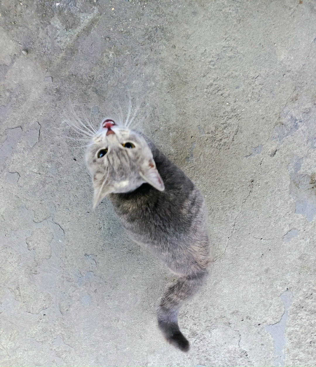 Пропала кошка в Нижнем Тагиле — фото объявления
