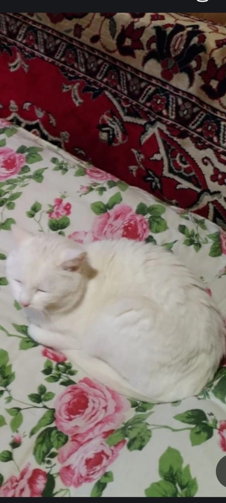 Пропала кошка в Нижнем Тагиле — фото объявления