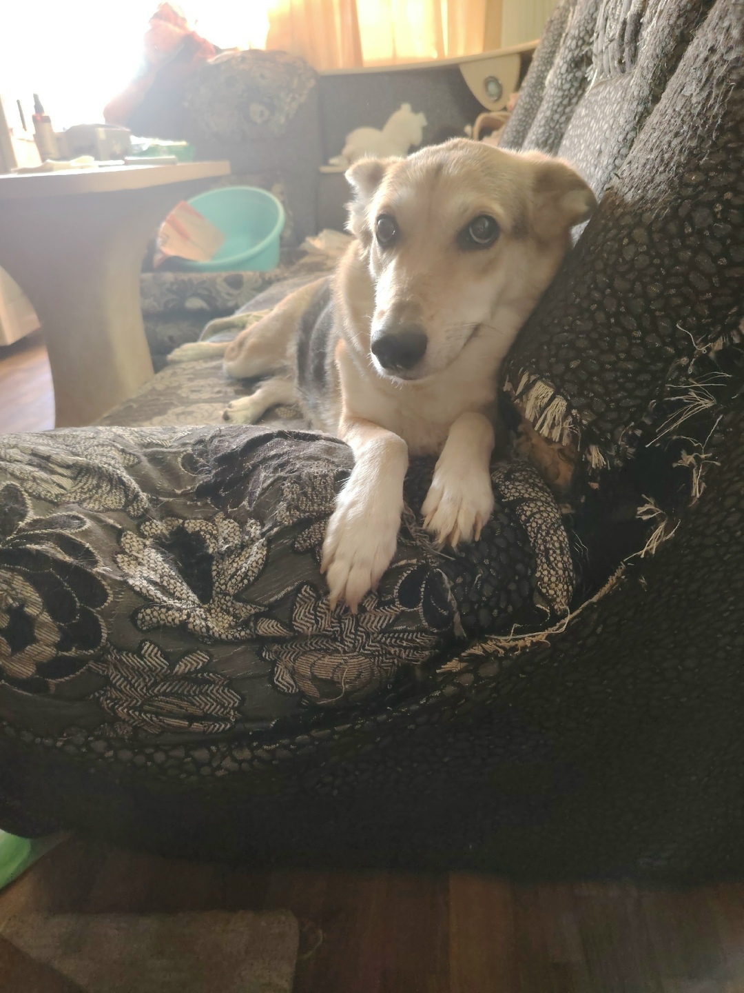 Пропала собака в Нижнем Тагиле — фото объявления