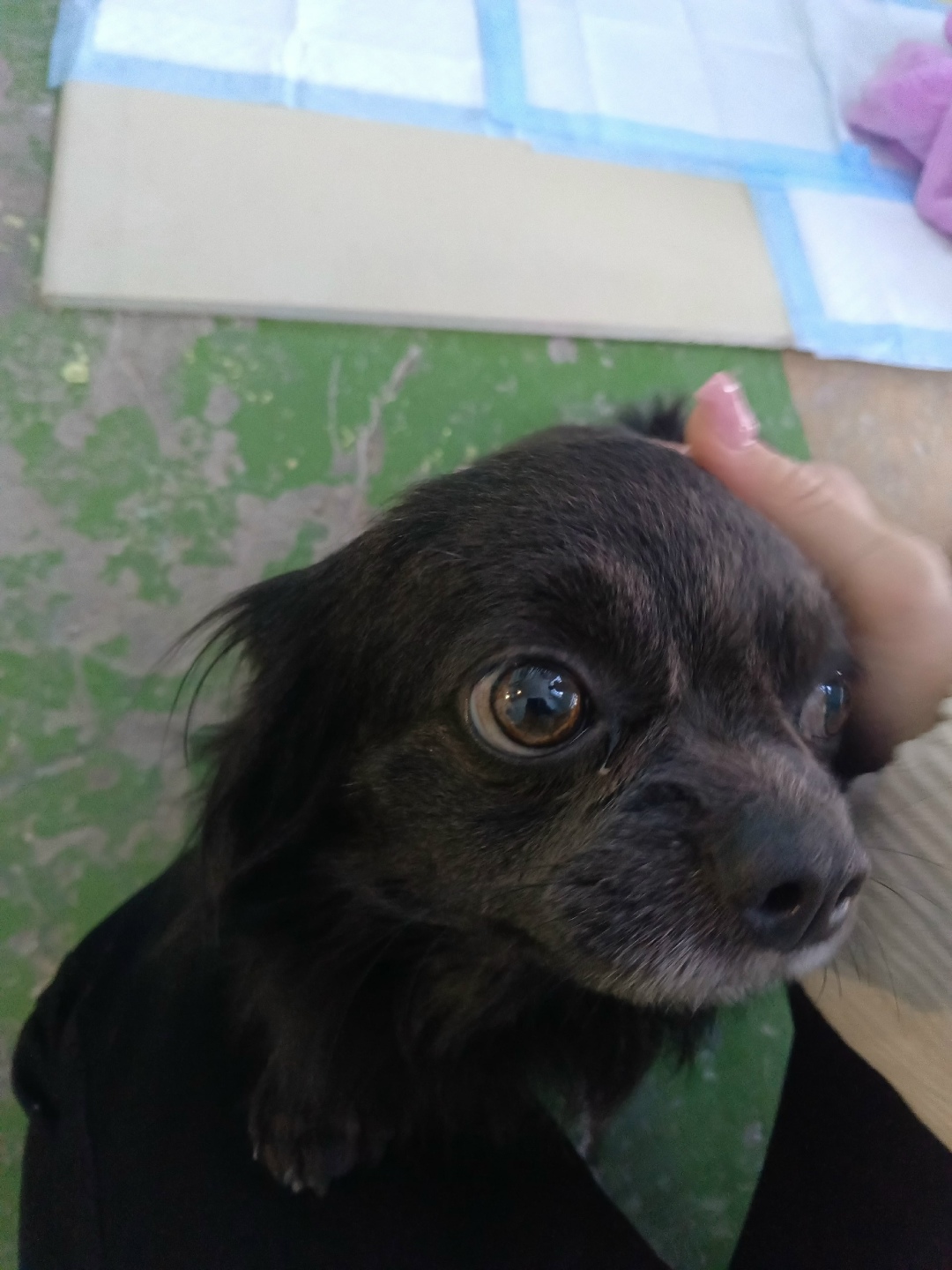 Найдена собака в Нижнем Тагиле — фото объявления