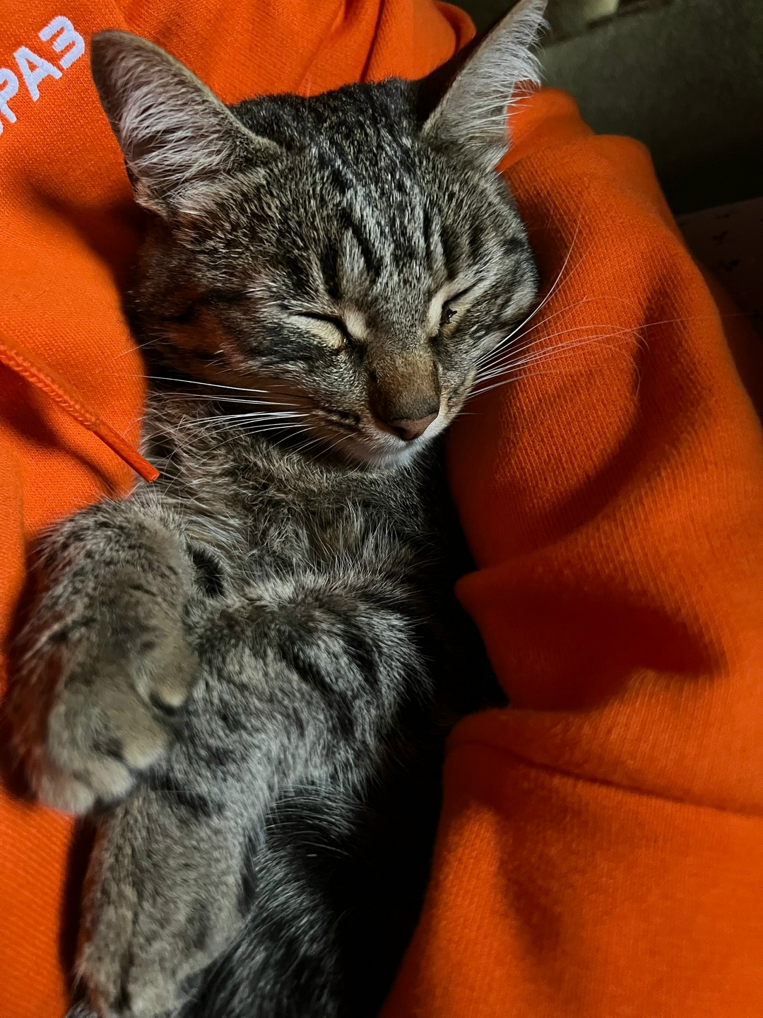 Пропала кошка в Нижнем Тагиле — фото объявления