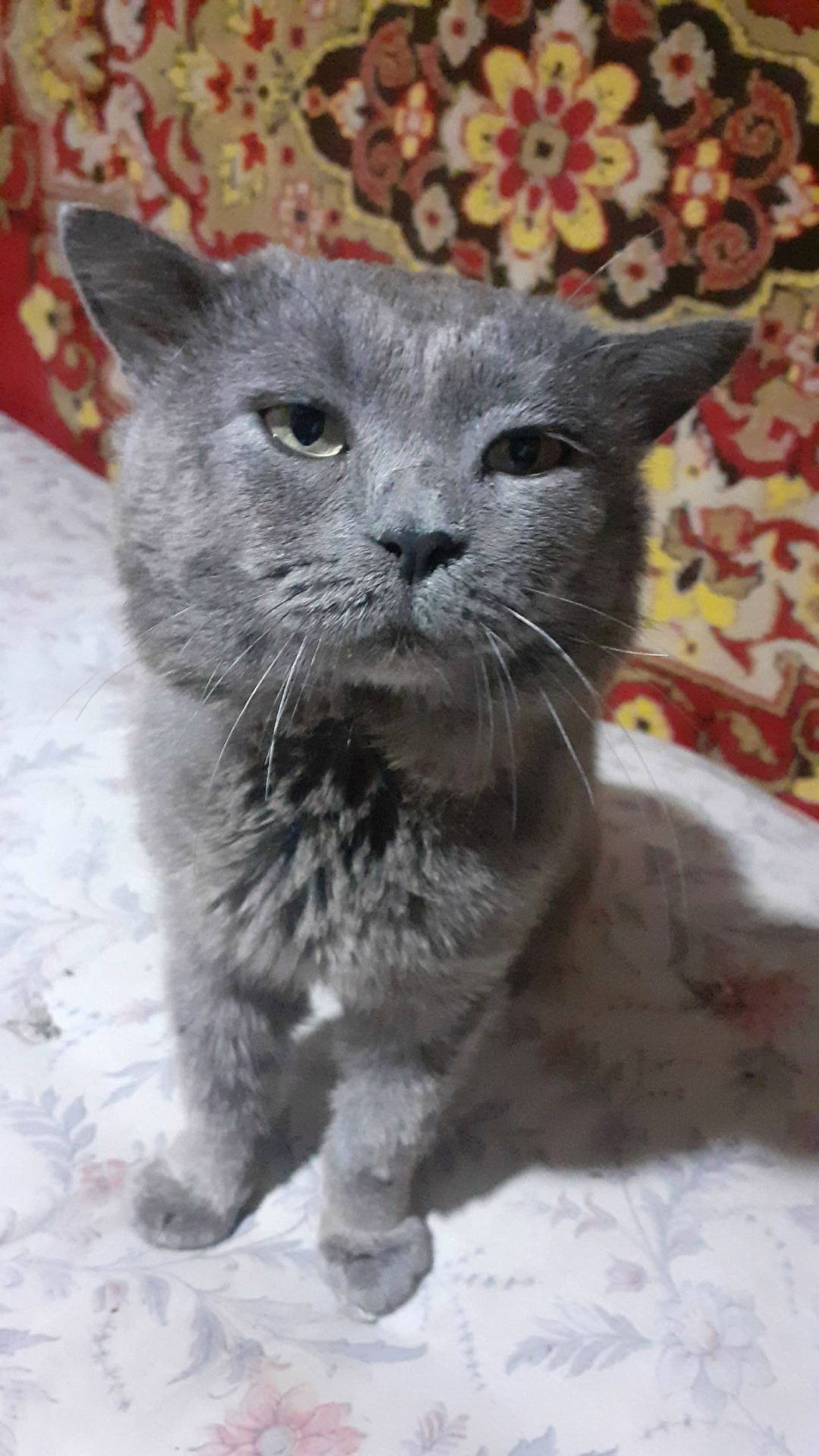 Найдена кошка в Нижнем Тагиле — фото объявления