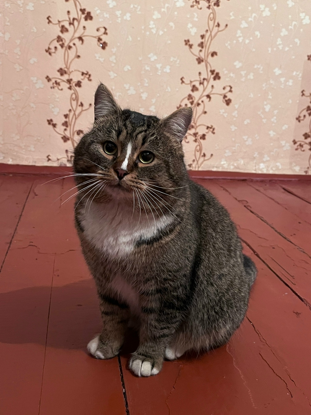 Найдена кошка в Нижнем Тагиле — фото объявления