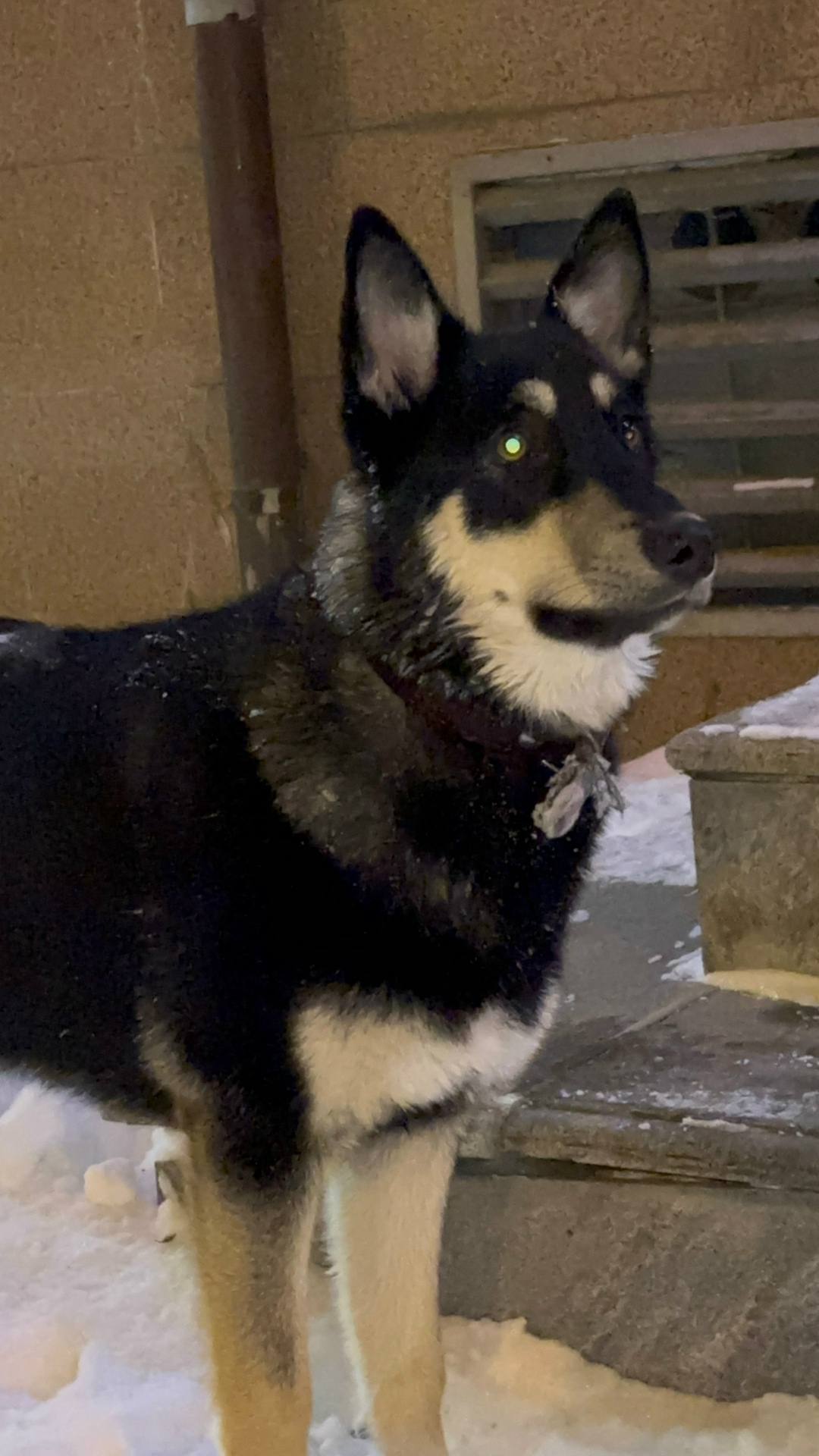 Пропала собака в Нижнем Тагиле — фото объявления