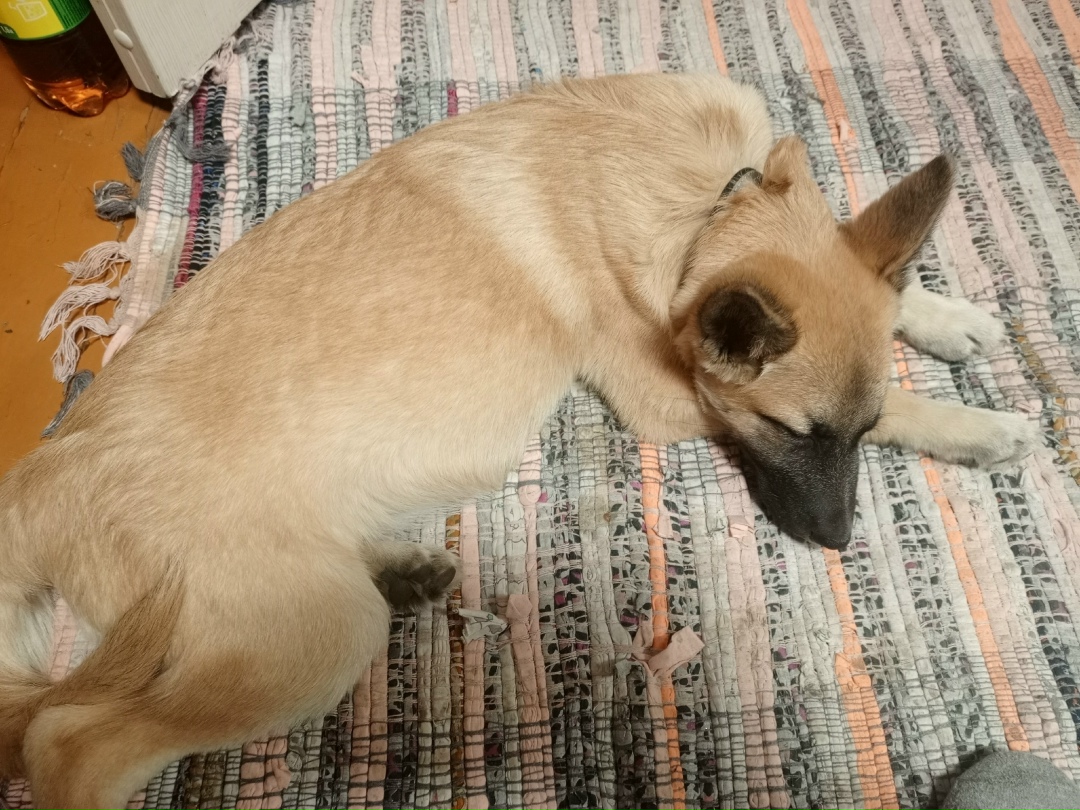 Найдена собака в Нижнем Тагиле — фото объявления