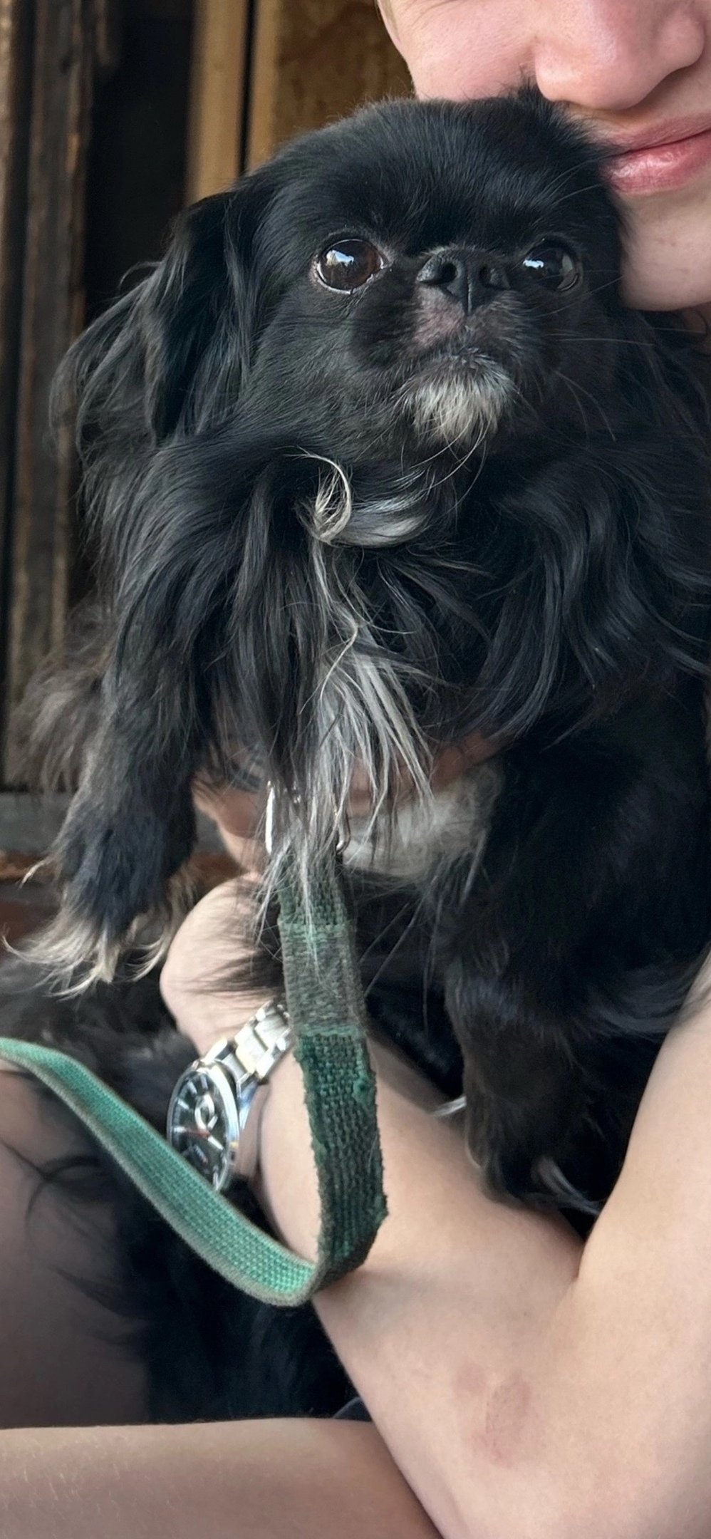 Пропала собака в Нижнем Тагиле — фото объявления