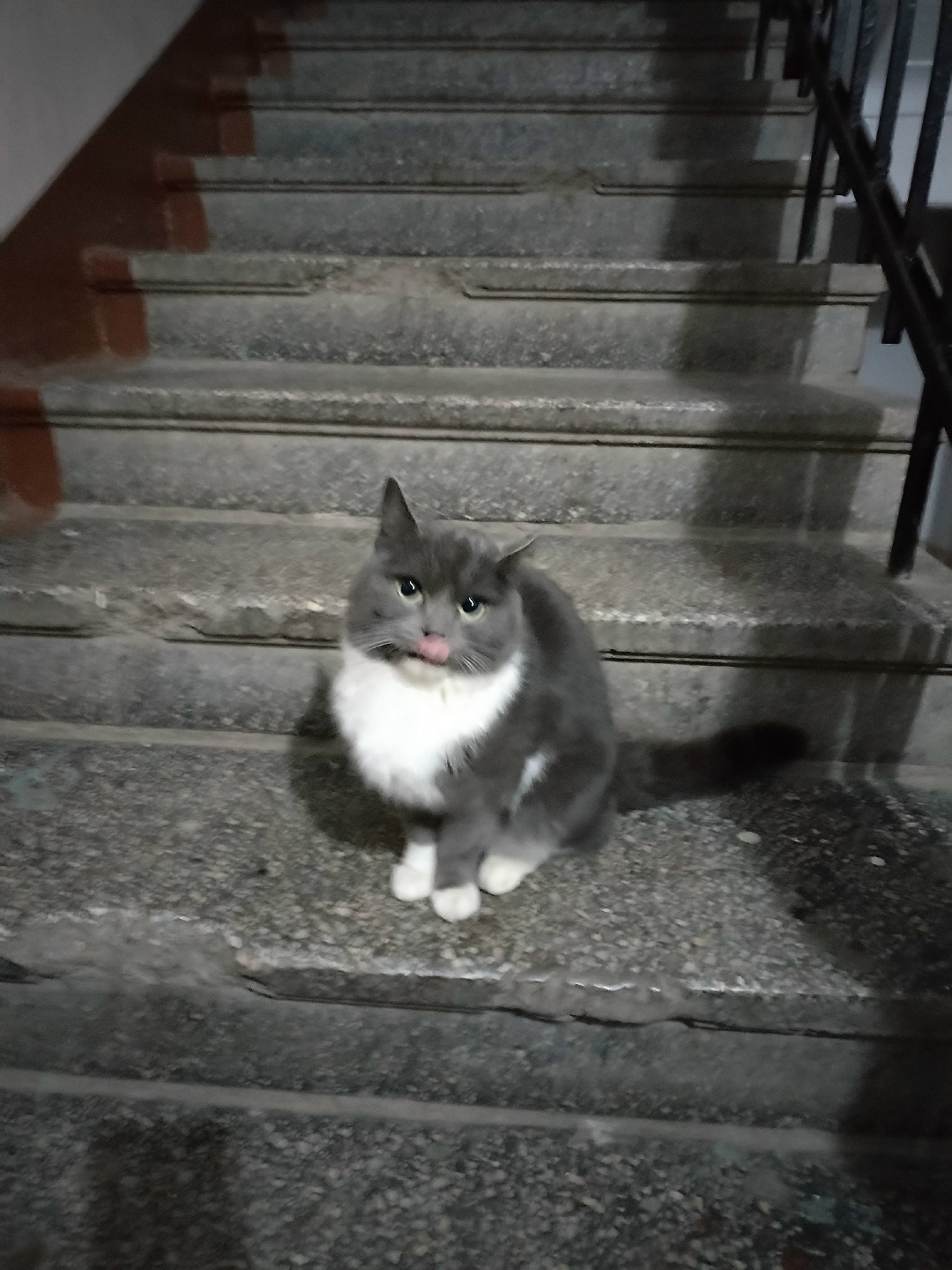 Найдена кошка в Нижнем Тагиле — фото объявления