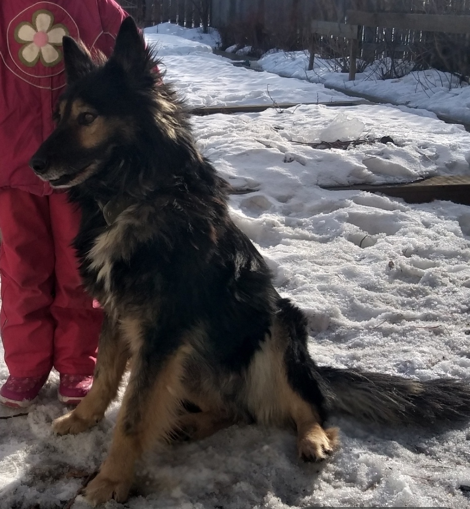 Пропала собака в Нижнем Тагиле — фото объявления