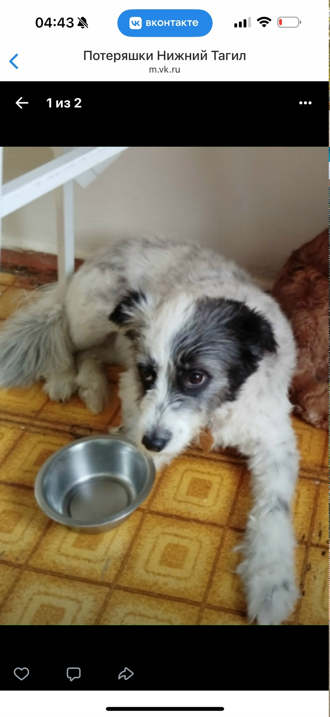 Пропала собака в Нижнем Тагиле — фото объявления