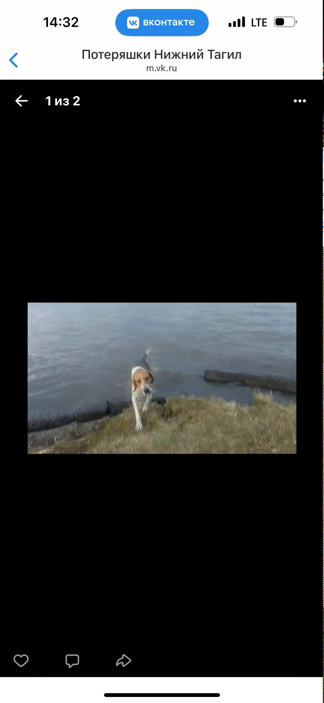 Пропала собака в Нижнем Тагиле — фото объявления