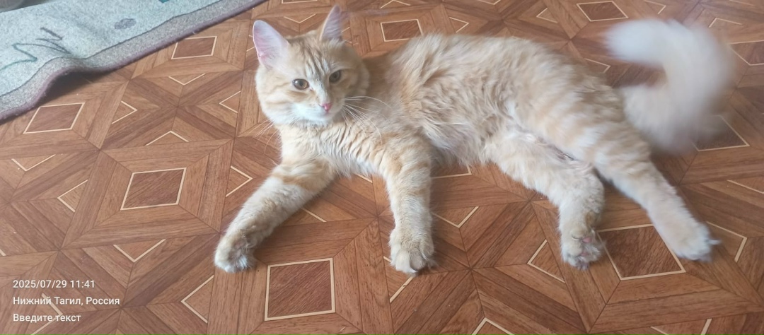 Найдена кошка в Нижнем Тагиле — фото объявления