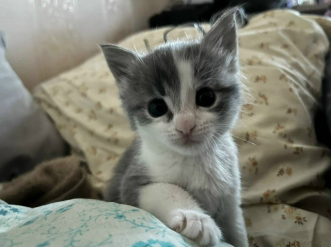 Пропала кошка в Нижнем Тагиле — фото объявления