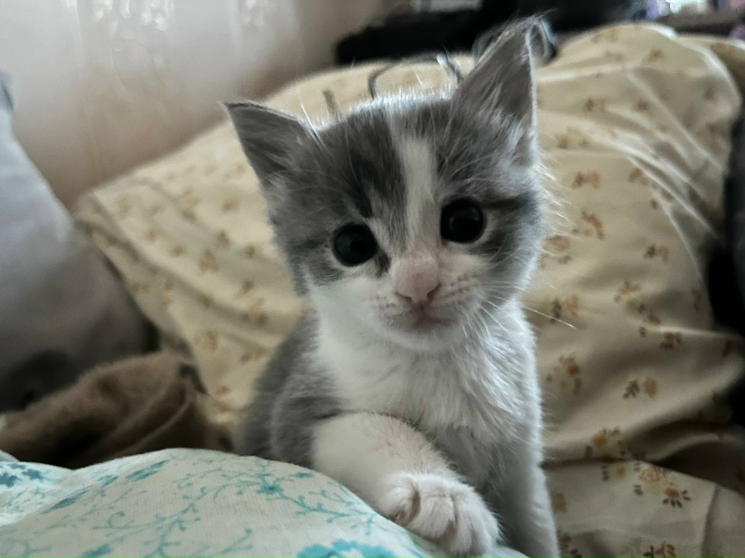 Пропала кошка в Нижнем Тагиле — фото объявления