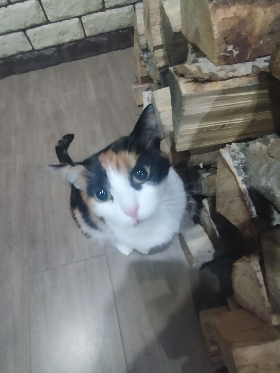 Пропала кошка в Нижнем Тагиле — фото объявления