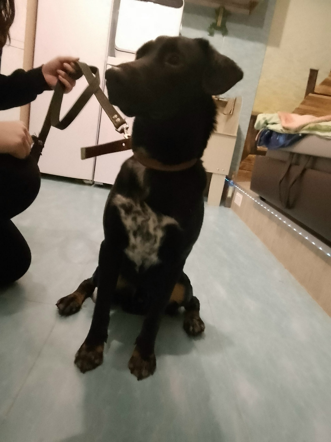 Найдена собака в Нижнем Тагиле — фото объявления