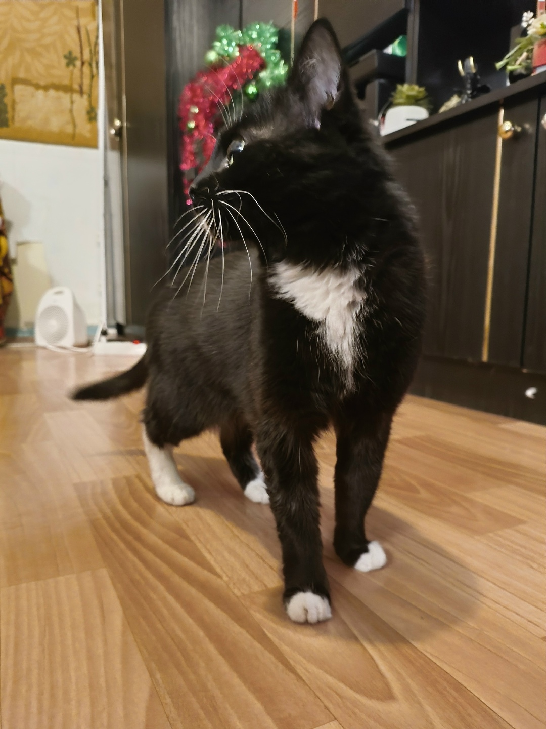 Найдена кошка в Нижнем Тагиле — фото объявления