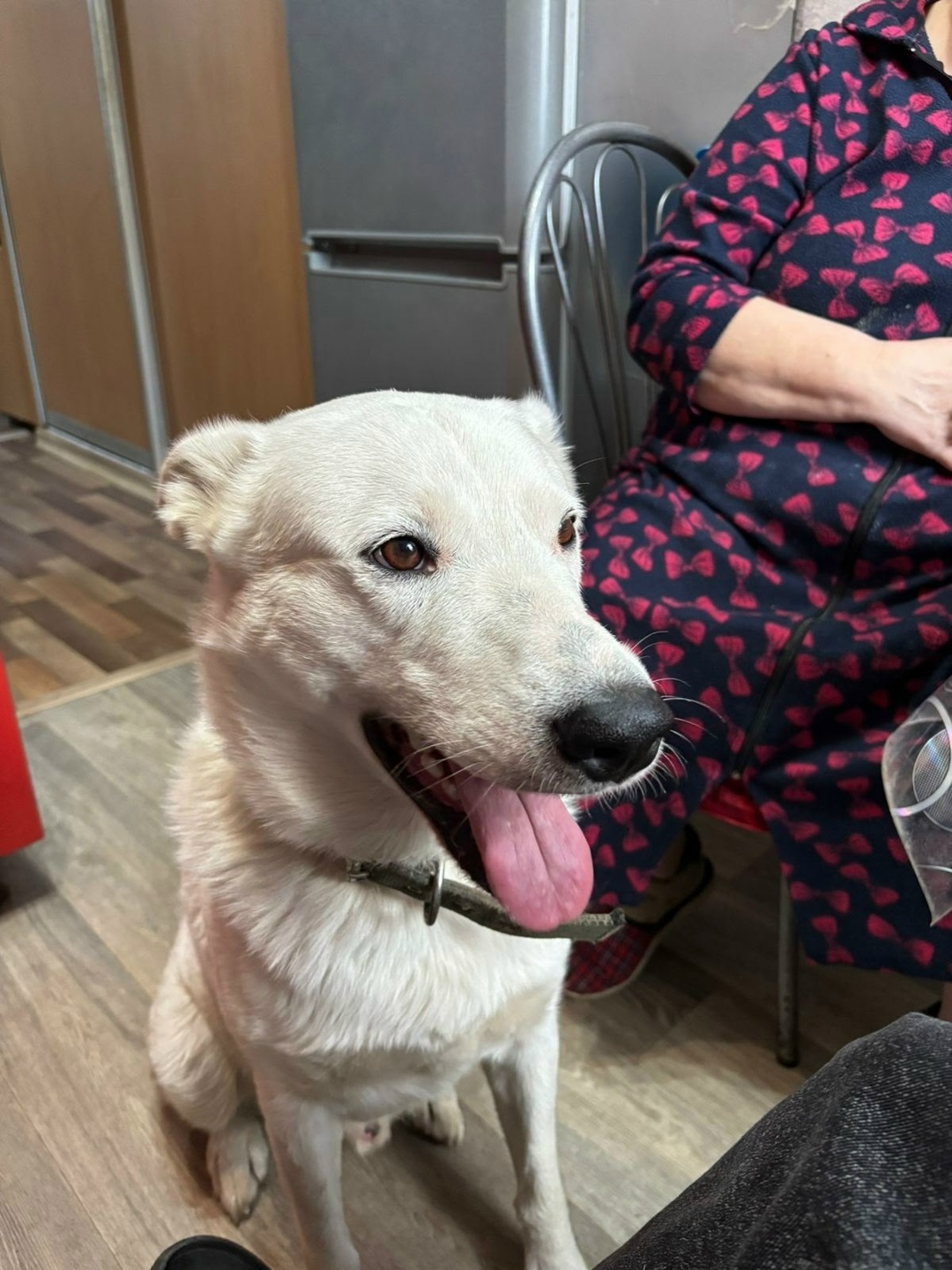 Пропала собака в Нижнем Тагиле — фото объявления