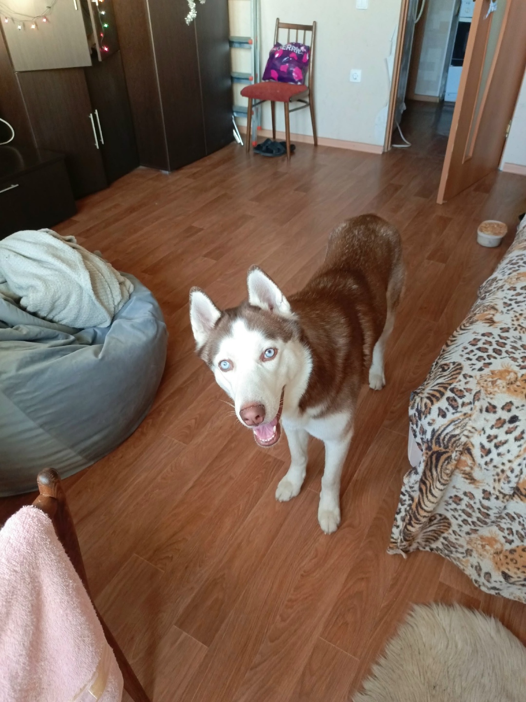 Пропала собака в Нижнем Тагиле — фото объявления