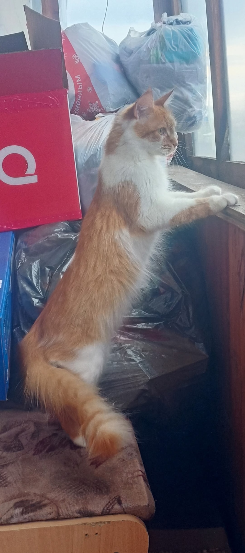 Пропала кошка в Нижнем Тагиле — фото объявления