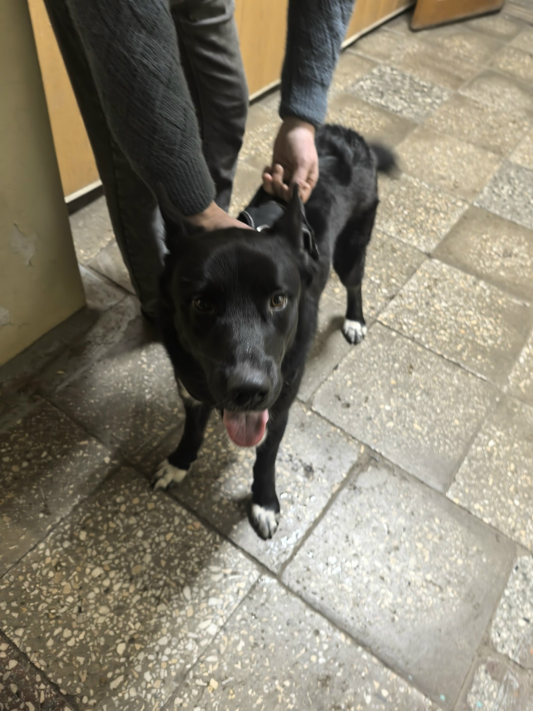 Найдена собака в Нижнем Тагиле — фото объявления