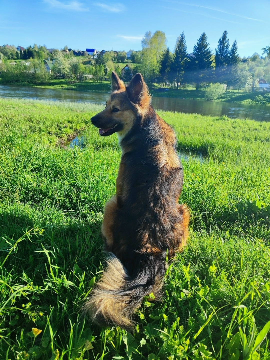 Пропала собака в Нижнем Тагиле — фото объявления