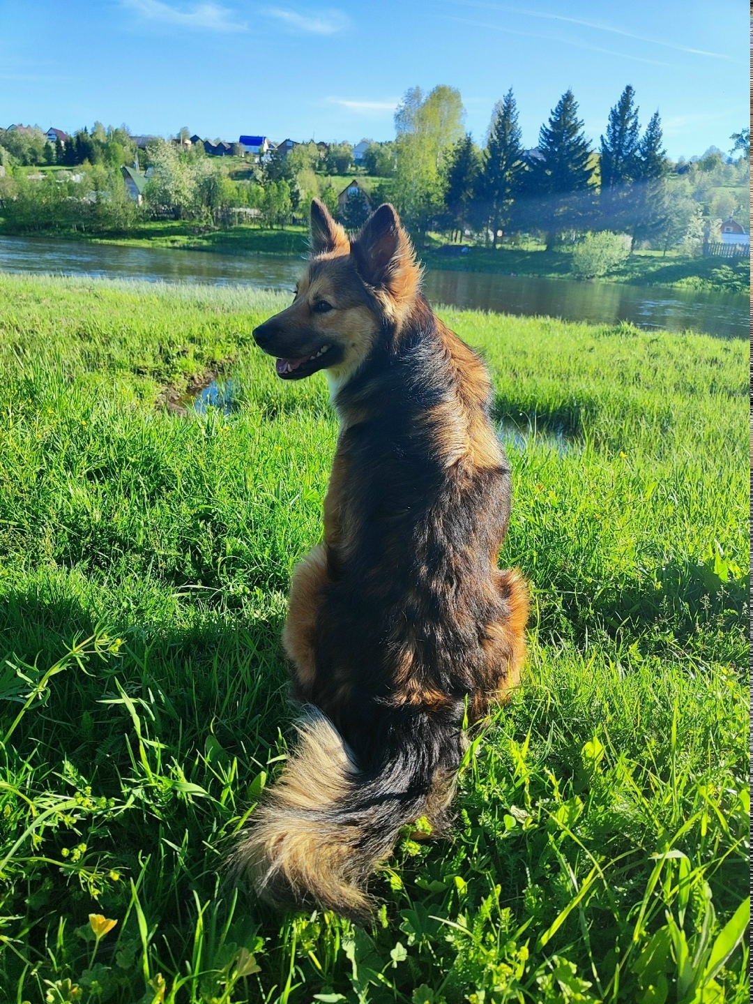 Пропала собака в Нижнем Тагиле — фото объявления