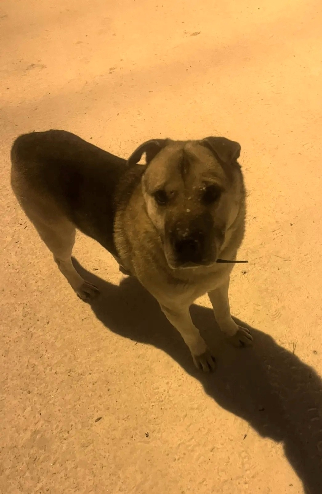 Пропала собака в Нижнем Тагиле — фото объявления