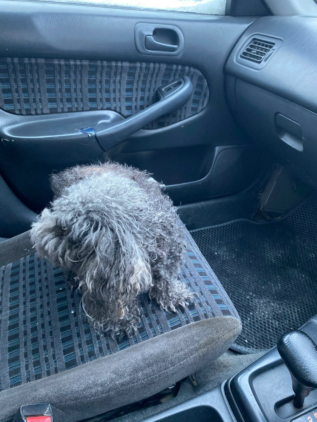 Найдена собака в Нижнем Тагиле — фото объявления