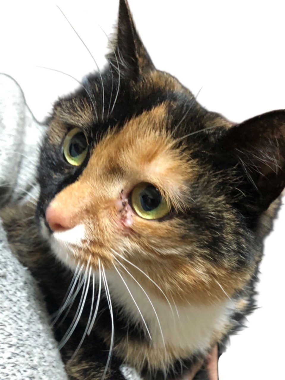 Найдена кошка в Нижнем Тагиле — фото объявления