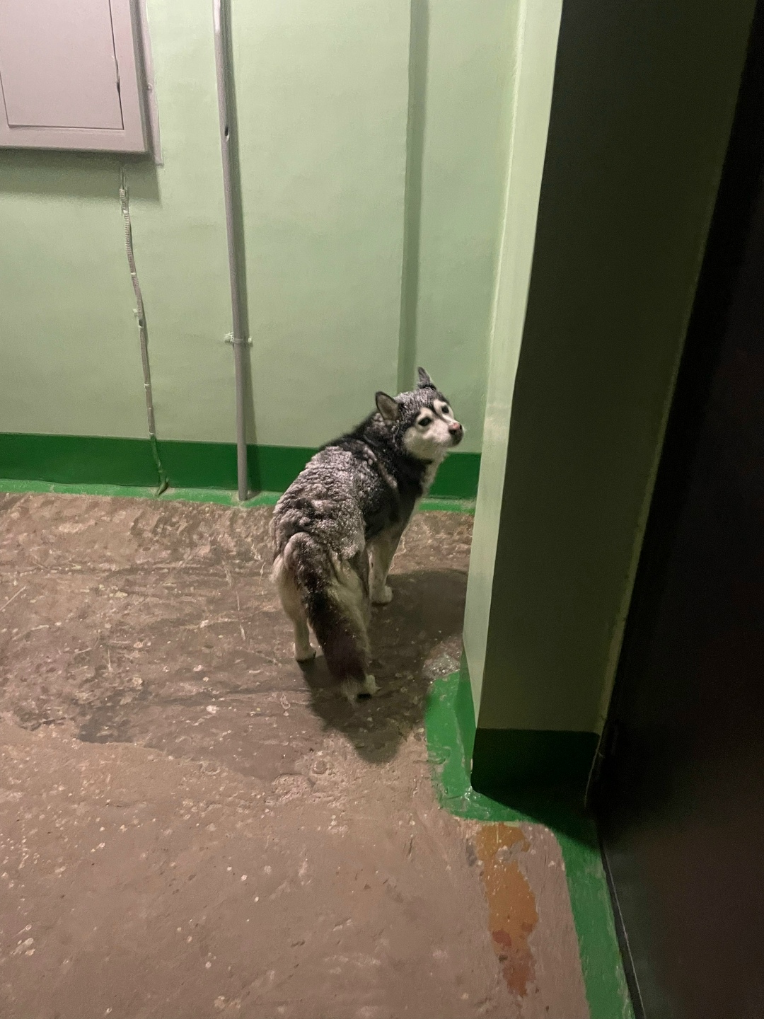 Пропала собака в Нижнем Тагиле — фото объявления