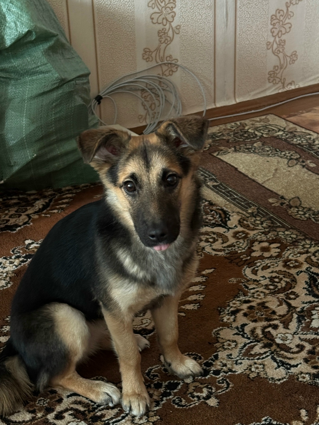 Пропала собака в Нижнем Тагиле — фото объявления