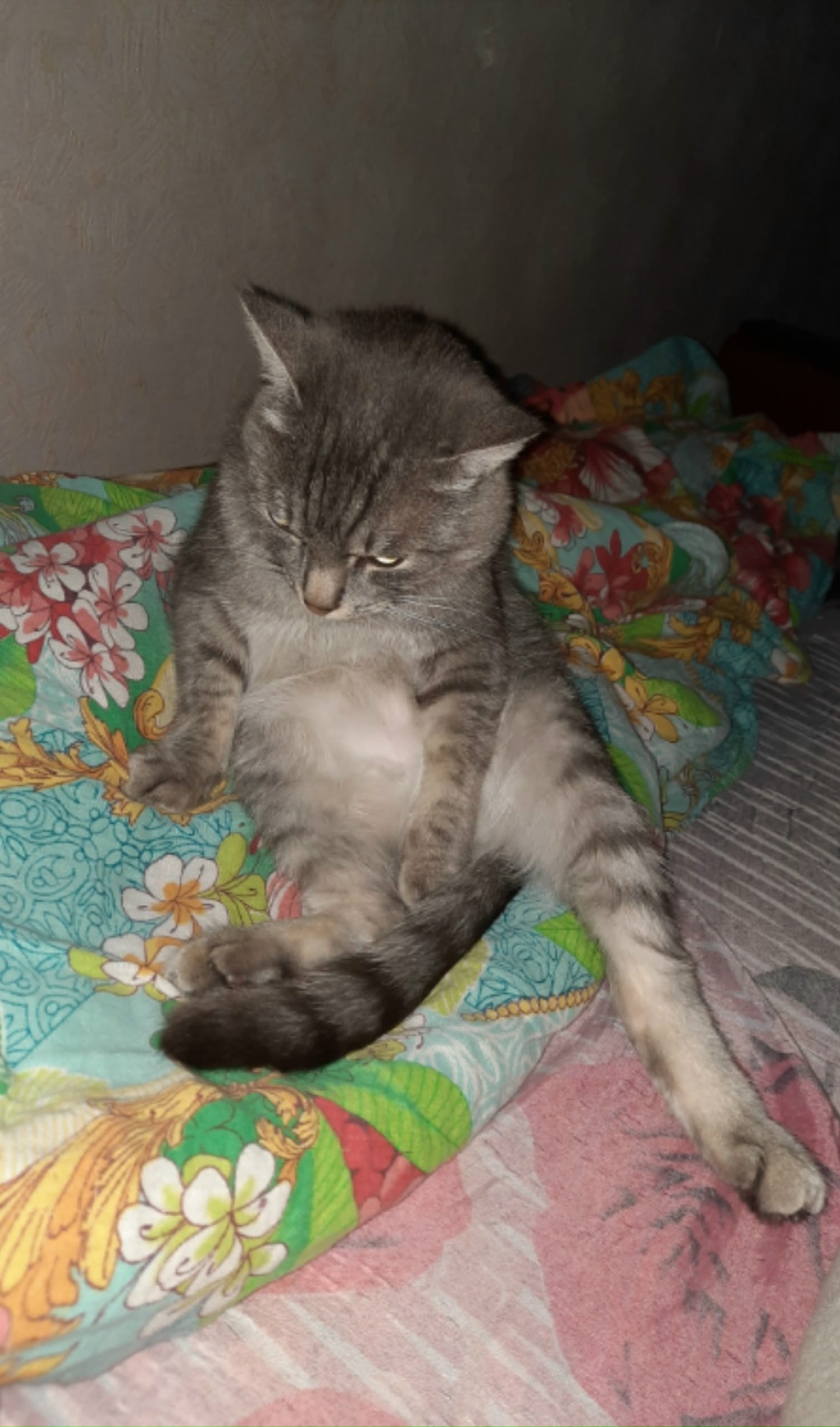 Пропала кошка в Нижнем Тагиле — фото объявления