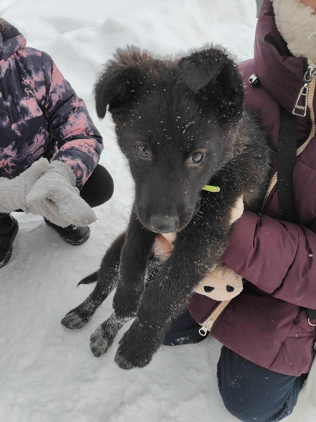 Найдена собака в Нижнем Тагиле — фото объявления
