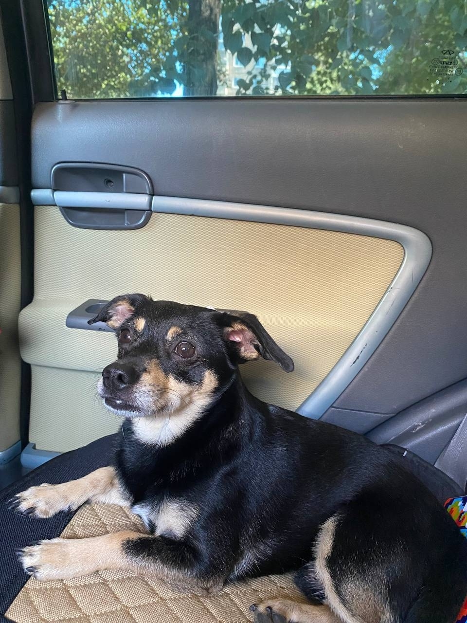 Пропала собака в Нижнем Тагиле — фото объявления