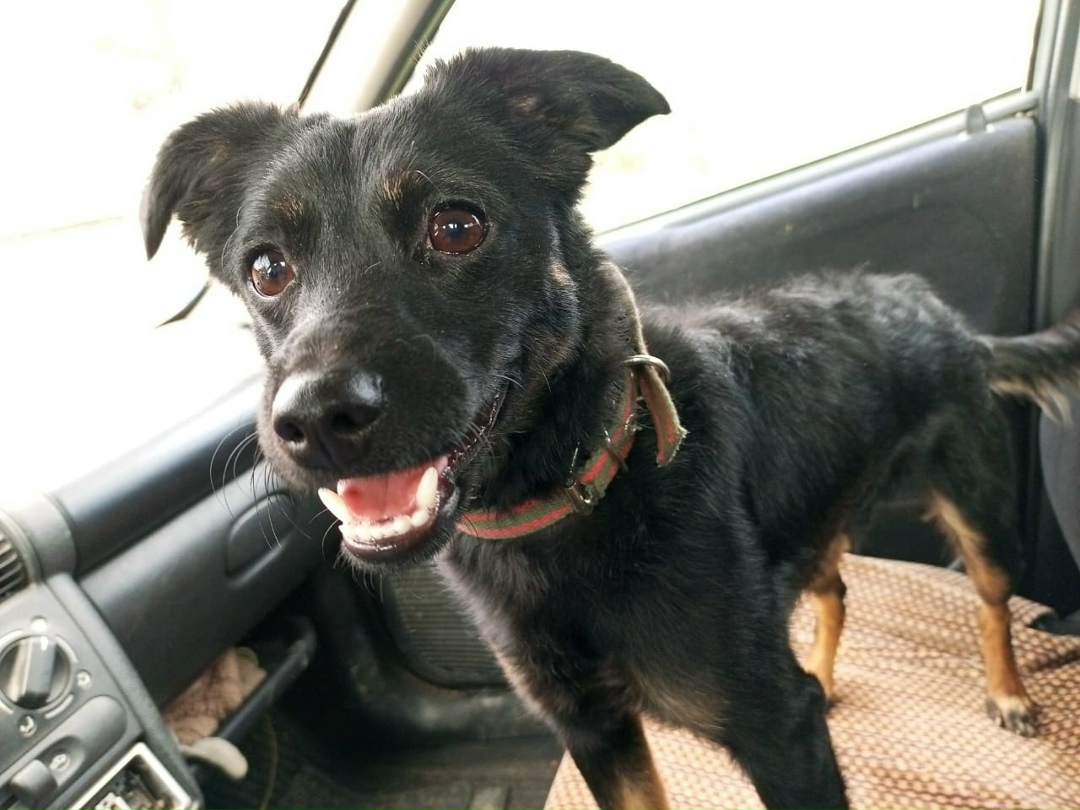 Найдена собака в Нижнем Тагиле — фото объявления