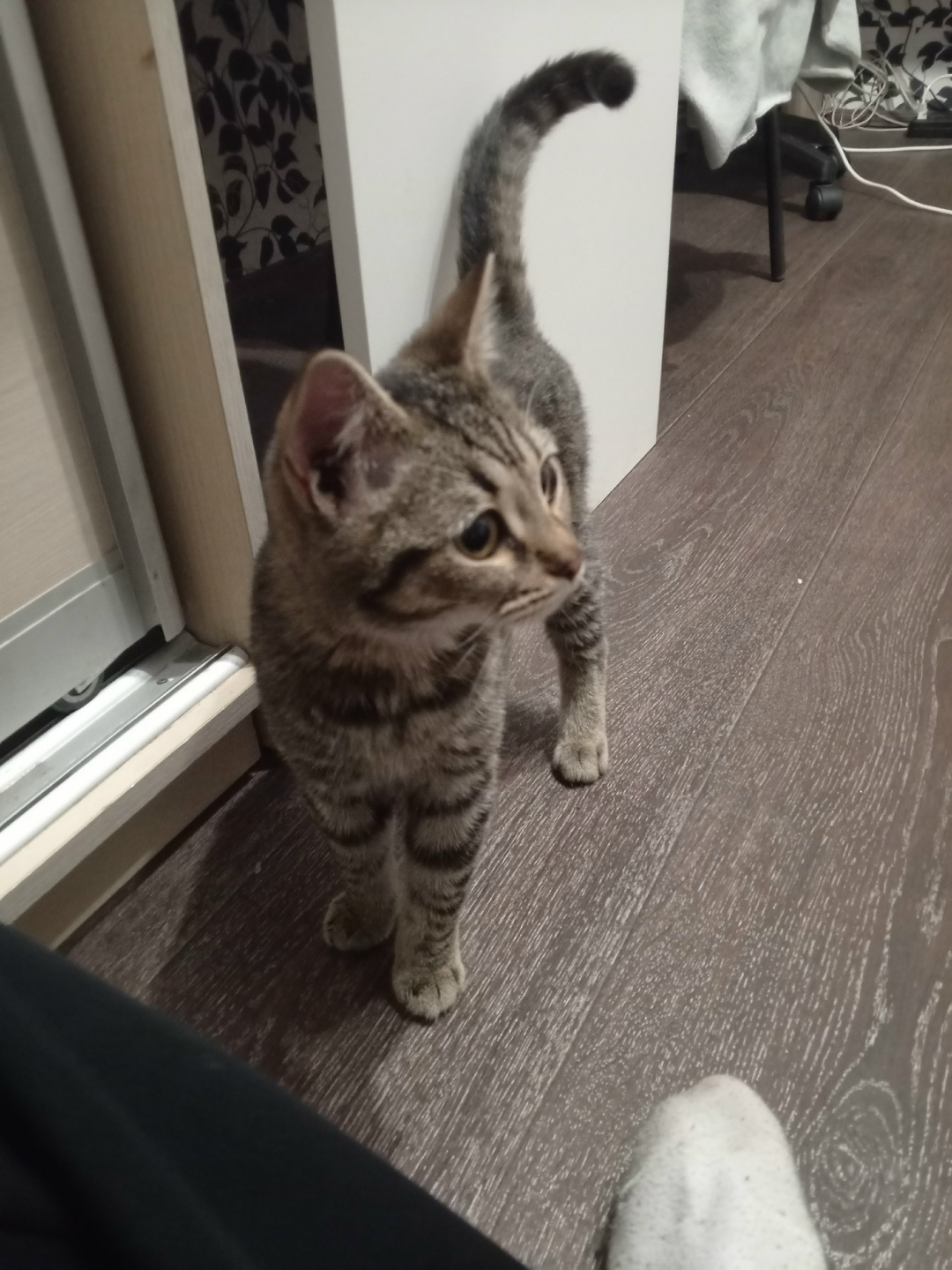 Найдена кошка в Нижнем Тагиле — фото объявления