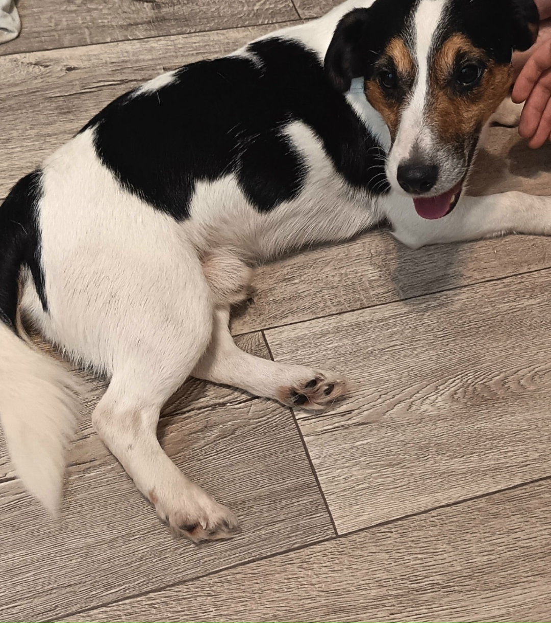 Найдена собака в Нижнем Тагиле — фото объявления